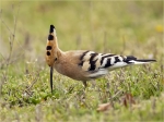 Wiedehopf-Upupa_epops-22_April_2017.jpg