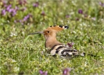 Wiedehopf-hoopoe-21_04_2016.jpg