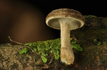 Winter_Stielporling-Polyporus_brumalis-30_12_2017.jpg