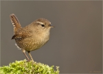 Zaunkoenig-05_12_2015-wren.jpg