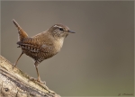 Zaunkoenig-12_12_2015-wren.jpg