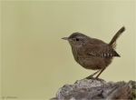 Zaunkoenig-Troglodytes_troglodytes-05_08_2016.jpg