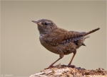 Zaunkoenig-Troglodytes_troglodytes-12_07_2014.jpg