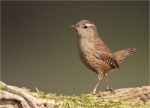 Zaunkoenig-Troglodytes_troglodytes-wren.jpg