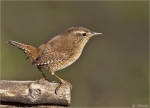 Zaunkoenig-wren-Troglodytes_troglodytes.jpg