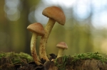 Ziegelroter_Schwefelkopf-Hypholoma_lateritium-28_10_2016.jpg