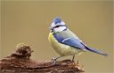 blaumeise013.jpg