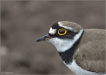 flussregenpfeifer-Portrait.jpg