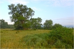 Allmende-Viehweide2.jpg