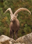 Alpensteinbock_2.JPG