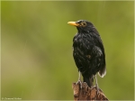 Amsel2.jpg