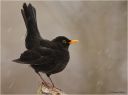 Amsel5.jpg