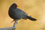 Amsel_021a.jpg