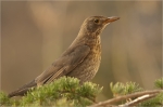 Amsel_Henne_Januar.JPG