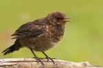 Amsel_dj2.JPG