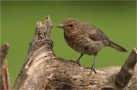 Amsel_dj_020.JPG