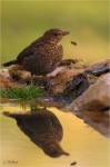 Amsel_dj_mit_Biene.JPG