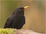Amsel_m4.jpg