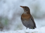 Amsel_w021.JPG