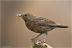 Amsel_w1.JPG