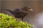 Amsel_w3.JPG