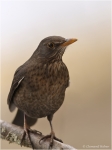 Amsel_w6.JPG