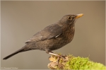 Amsel_w7.jpg