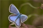 Argus-Blaeuling_m018a.JPG