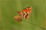 Baldrian-Scheckenfalter_021.JPG