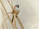 Bartmeise_m022a.JPG