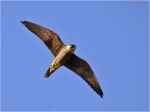 Baumfalke_dj4.jpg
