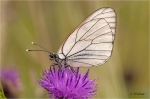Baumweissling_018a.JPG
