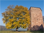 Bergahorn_und_Kastell_Luetzelbourg.JPG
