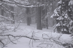Bergmischwald_winter.JPG