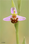 Bienenragwurz_021b.JPG