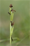 Bienenragwurz_Fruchtstand.JPG