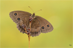 Blauaeugiger_Waldportier_023.jpg
