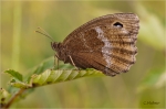 Blauaeugiger_Waldportier_w018a.jpg
