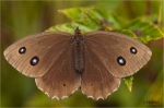 Blauaeugiger_Waldportier_w018b.JPG