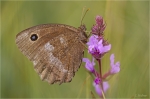Blauaeugiger_Waldportier_w4.jpg