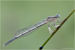 Blaue_Federlibelle_m1.jpg
