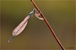 Blaue_Federlibelle_m~0.JPG