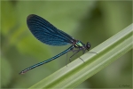 Blaufluegel-Prachtlibelle_m.jpg
