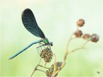 Blaufluegel-Prachtlibelle_m024.JPG