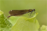 Blaufluegel-Prachtlibelle_w018.JPG