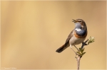 Blaukehlchen1.jpg