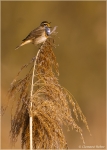 Blaukehlchen3.jpg