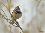 Blaukehlchen_022a.JPG