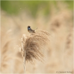 Blaukehlchen_im_Mai.JPG