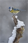 Blaumeise_021_im_Schnee.JPG